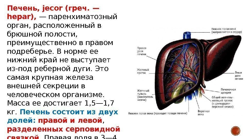 Печень, jecor (греч. — hepar),  — паренхиматозный орган, расположенный в брюшной полости, 