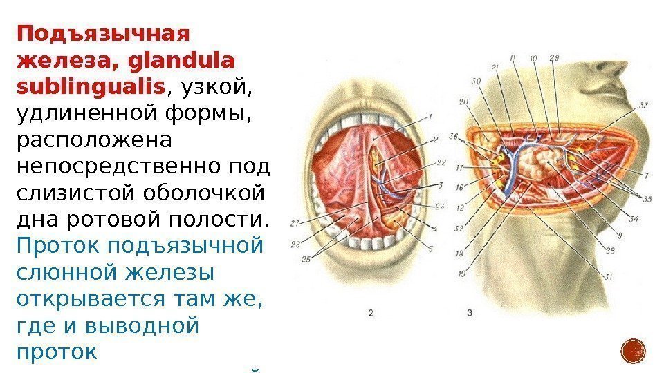 Подъязычная железа, glandula sublingualis , узкой,  удлиненной формы,  расположена непосредственно под слизистой
