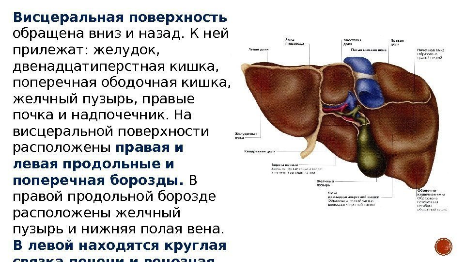 Висцеральная поверхность обращена вниз и назад. К ней прилежат: желудок,  двенадцатиперстная кишка, 