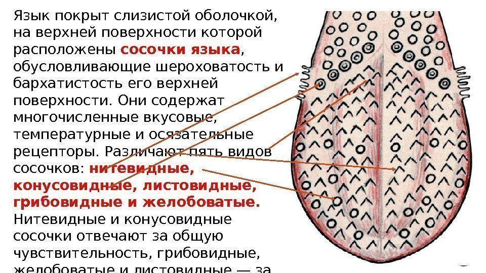 Язык покрыт слизистой оболочкой,  на верхней поверхности которой расположены сосочки языка , 