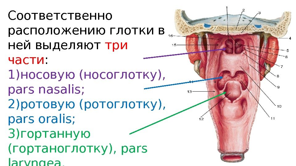 Соответственно расположению глотки в ней выделяют три части : 1)носовую (носоглотку),  pars nasalis;