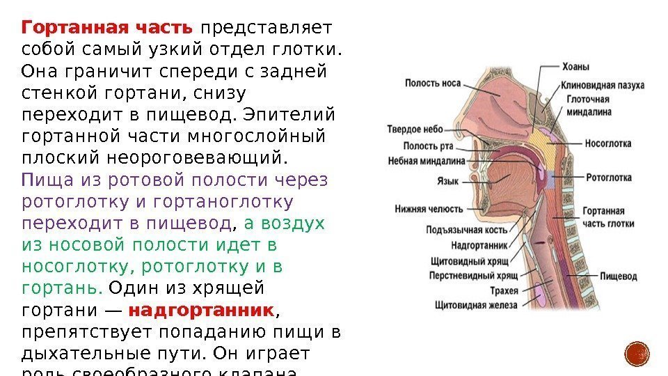 Гортанная часть представляет собой самый узкий отдел глотки.  Она граничит спереди с задней