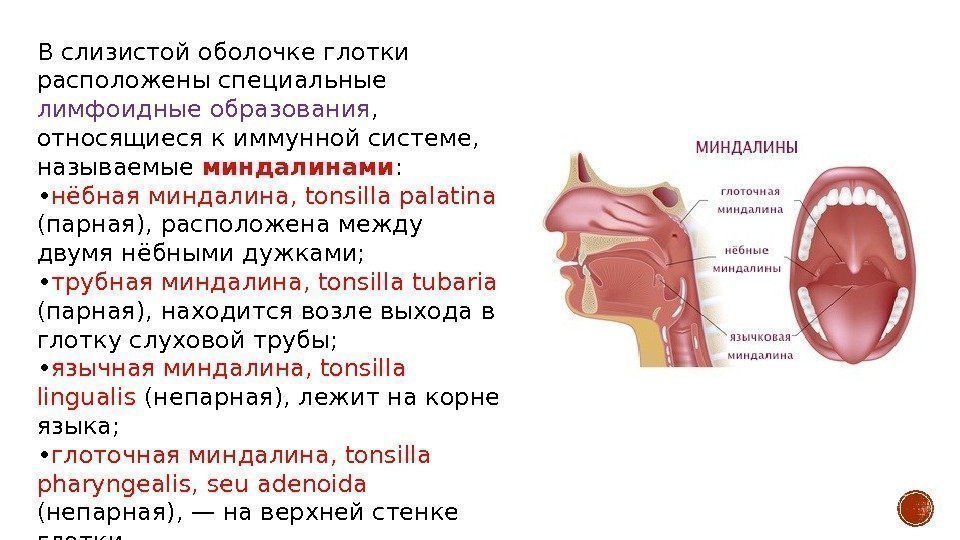 В слизистой оболочке глотки расположены специальные лимфоидные образования ,  относящиеся к иммунной системе,