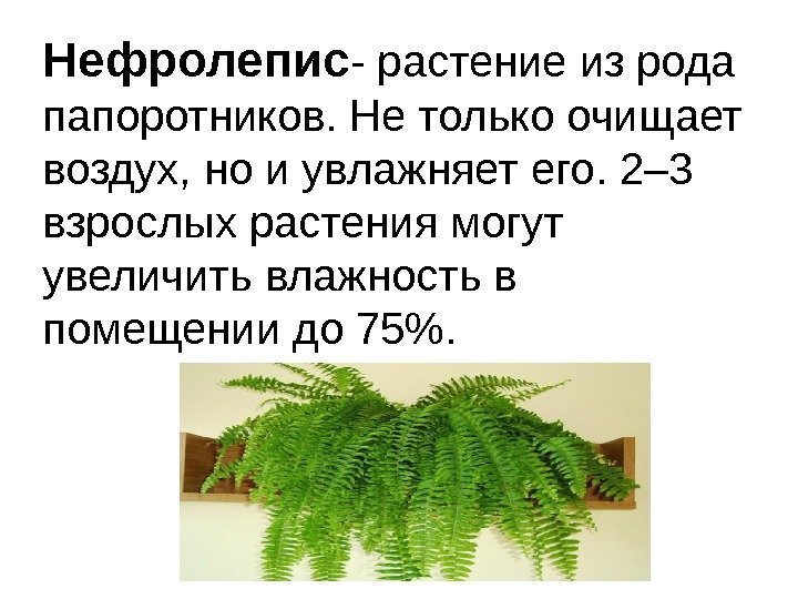 Нефролепис - растение из рода папоротников. Не только очищает воздух, но и увлажняет его.