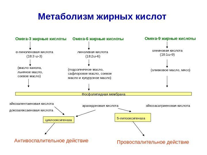 Метаболизм жирных кислот Омега-3 жирные кислоты  Омега-6 жирные кислоты Омега-9 жирные кислоты α-линоленовая