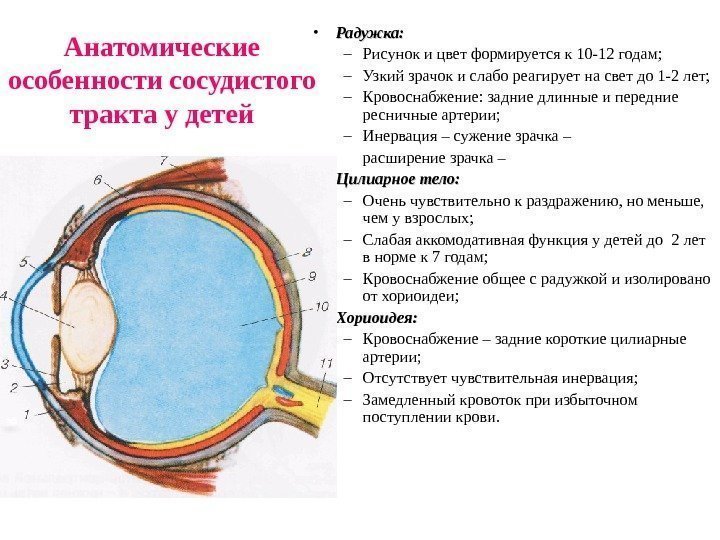   • Радужка:  – Рисунок и цвет формируется к 10 -12 годам;