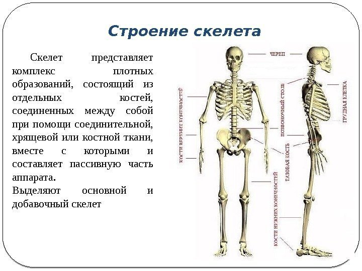 Строение скелета Скелет представляет комплекс плотных образований,  состоящий из отдельных костей,  соединенных