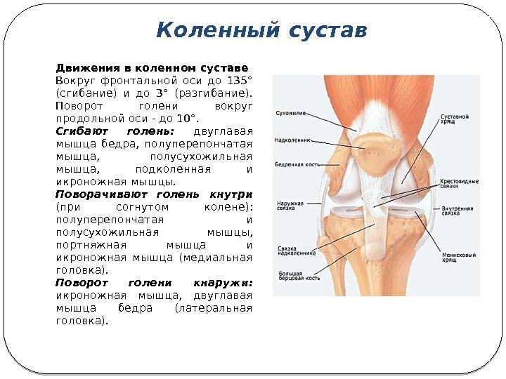 Коленный сустав Движения в коленном суставе Вокруг фронтальной оси до 135° (сгибание) и до