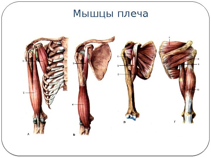 Мышцы плеча 