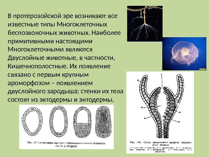 В протерозойской эре возникают все известные типы Многоклеточных беспозвоночных животных. Наиболее примитивными настоящими Многоклеточными