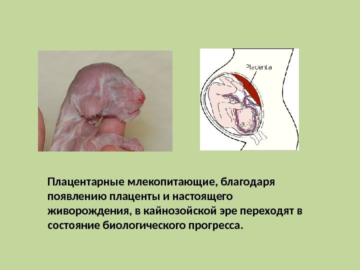 Плацентарные млекопитающие, благодаря появлению плаценты и настоящего живорождения, в кайнозойской эре переходят в состояние