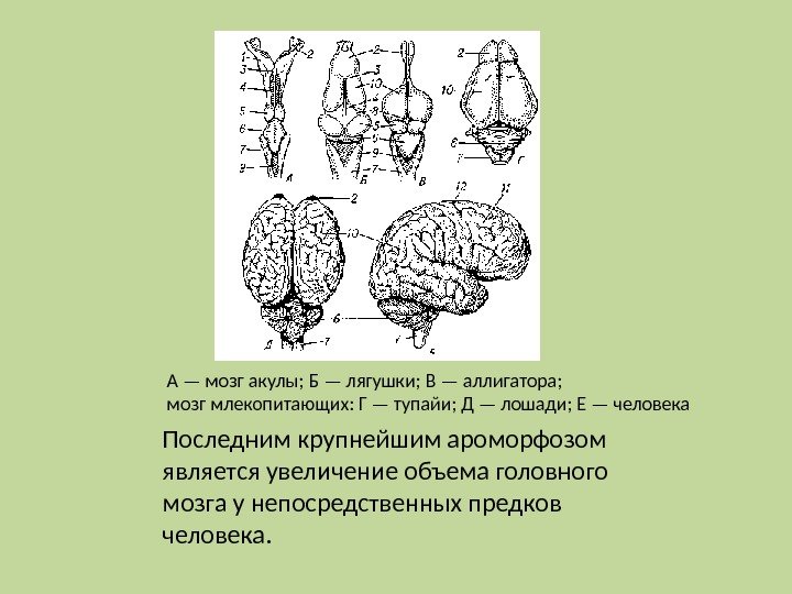 Последним крупнейшим ароморфозом является увеличение объема головного мозга у непосредственных предков человека.  А