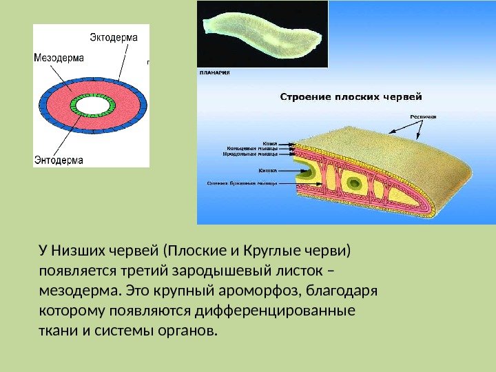 У Низших червей (Плоские и Круглые черви) появляется третий зародышевый листок – мезодерма. Это