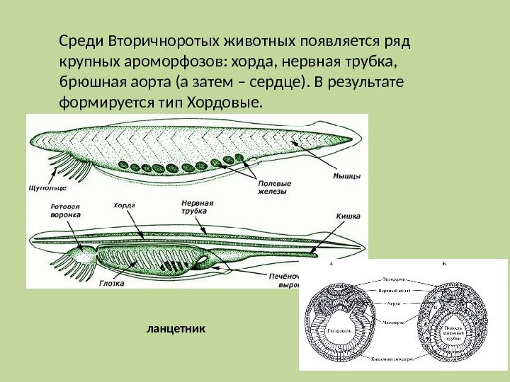 Среди Вторичноротых животных появляется ряд крупных ароморфозов: хорда, нервная трубка,  брюшная аорта (а
