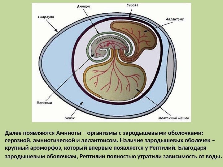 Далее появляются Амниоты – организмы с зародышевыми оболочками:  серозной, амниотической и аллантоисом. Наличие