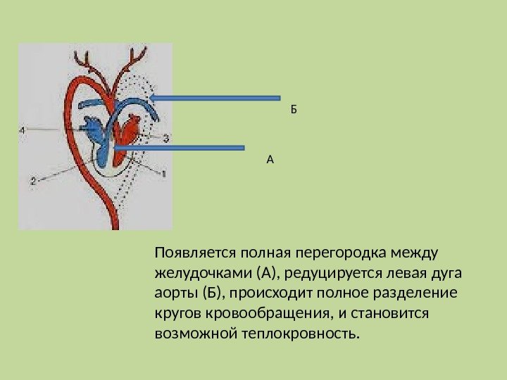 Появляется полная перегородка между желудочками (А), редуцируется левая дуга аорты (Б), происходит полное разделение