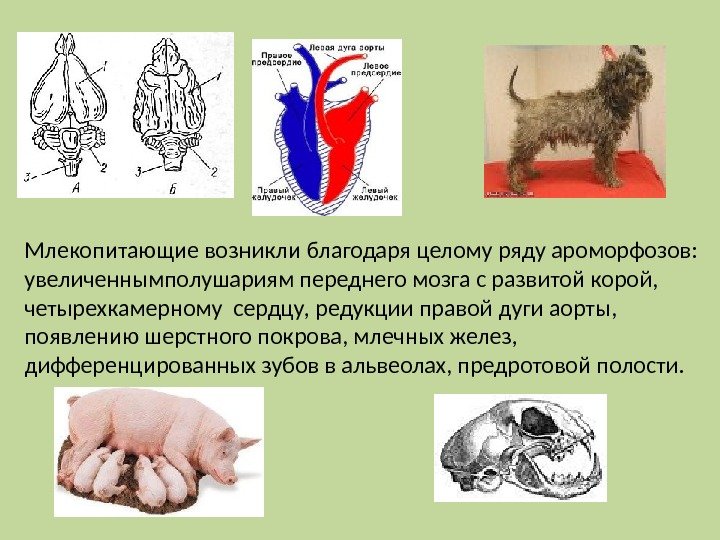 Млекопитающие возникли благодаря целому ряду ароморфозов:  увеличеннымполушариям переднего мозга с развитой корой, 