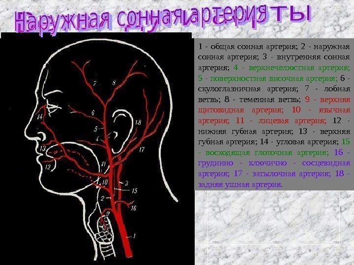   1 - аорта; 2 - нисходящая часть аорты;  3 - плечеголовной