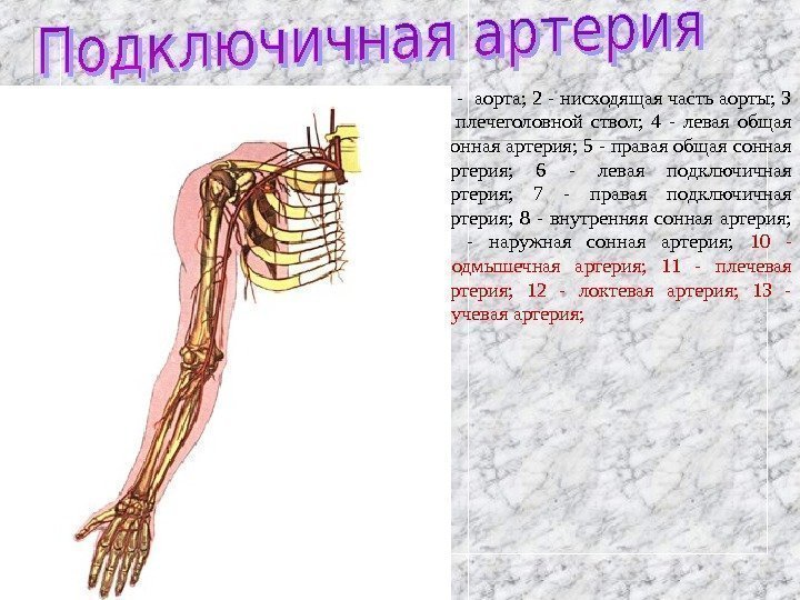   1 - аорта; 2 - нисходящая часть аорты; 3 - плечеголовной ствол;