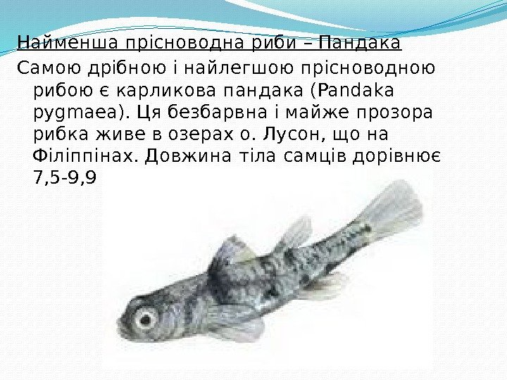 Найменша прісноводна риби – Пандака Самою дрібною і найлегшою прісноводною рибою є карликова пандака