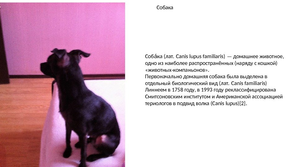 Соб ка (лат. Canis lupus familiaris) — домашнее животное, аа одно из наиболее распространённых