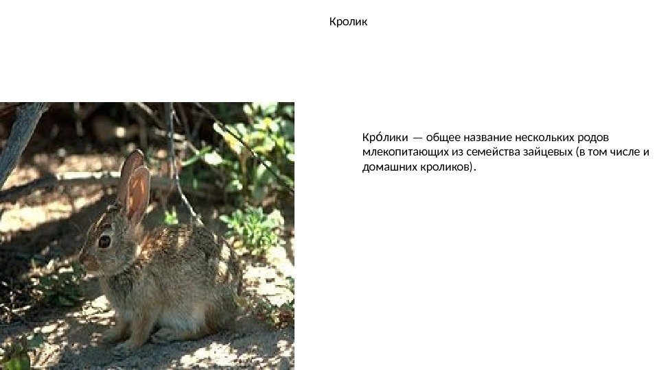 Кролик Кр лики — общее название нескольких родов оа млекопитающих из семейства зайцевых (в