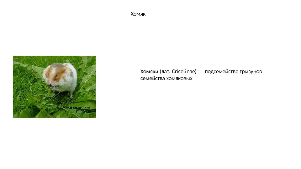 Хомяки (лат. Cricetnae) — подсемейство грызунов  семейства хомяковых 