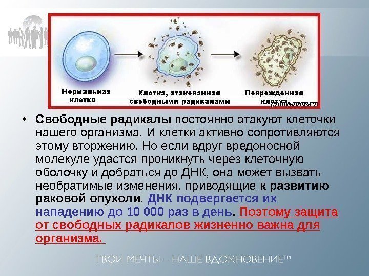  • Свободные радикалы постоянно атакуют клеточки нашего организма. И клетки активно сопротивляются этому