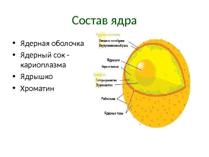 Состав ядра • Ядерная оболочка • Ядерный сок - кариоплазма • Ядрышко • Хроматин