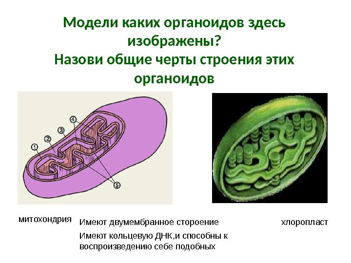 Модели каких органоидов здесь изображены? Назови общие черты строения этих органоидов митохондрия хлоропласт. Имеют