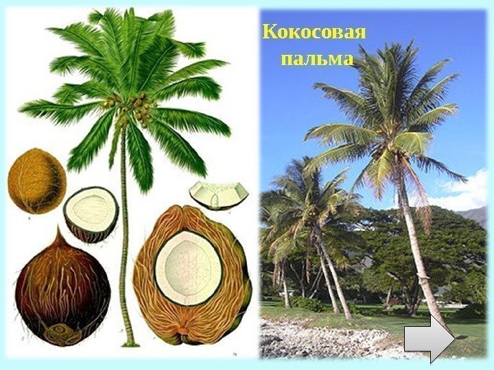 Кокосовая  пальма 