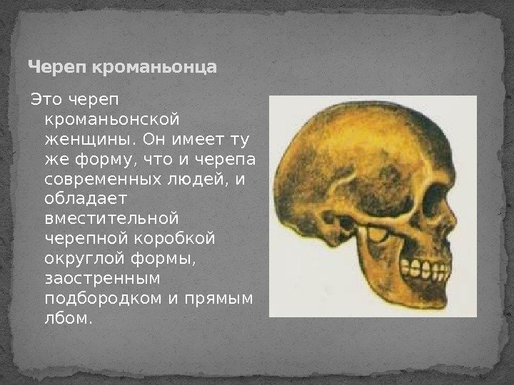 Это череп кроманьонской женщины. Он имеет ту же форму, что и черепа современных людей,