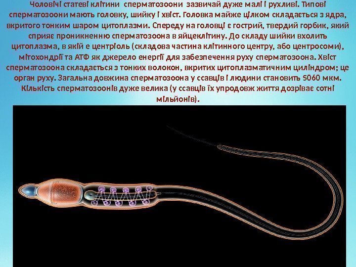 Чоловічі статеві клітини сперматозоони зазвичай дуже малі і рухливі. Типові сперматозоони мають головку, шийку
