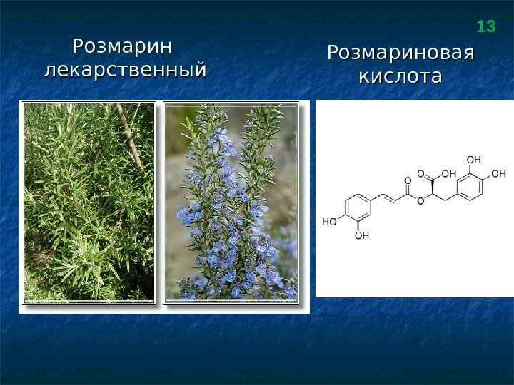 Розмарин лекарственный Розмариновая кислота 13 