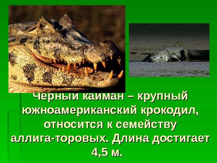 Чёрный кайман – крупный южноамериканский крокодил,  относится к семейству аллига-торовых. Длина достигает 4,