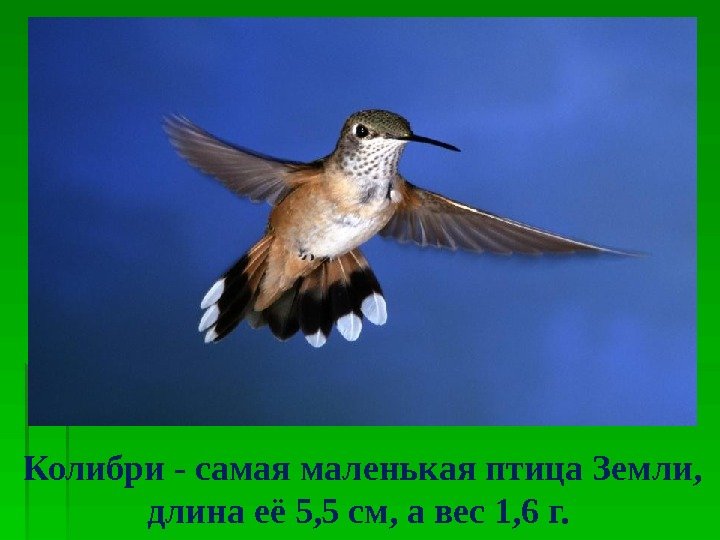 Колибри - самая маленькая птица Земли,  длина её 5, 5 см, а вес