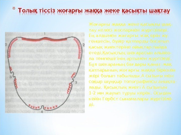 Жоғарғы жаққа жеке қасықты шақ- тау келесі жоспармен жүргізіледі. Ең алдымен жағарғы жақ ерін