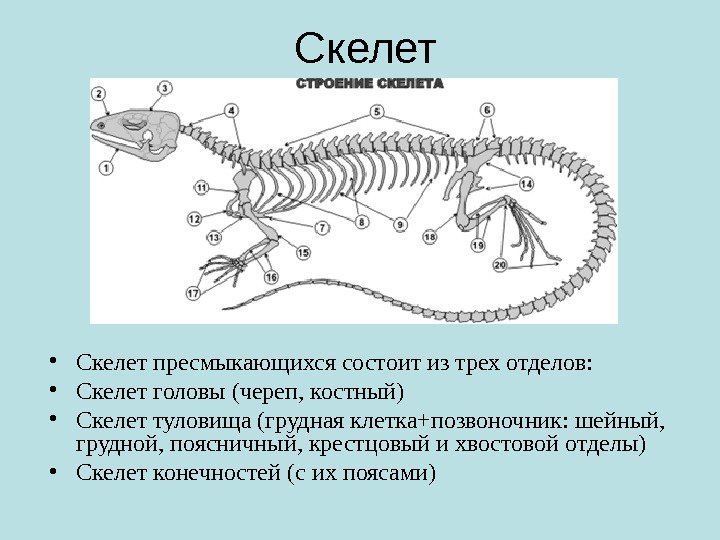 Скелет • Скелет пресмыкающихся состоит из трех отделов:  • Скелет головы (череп, костный)