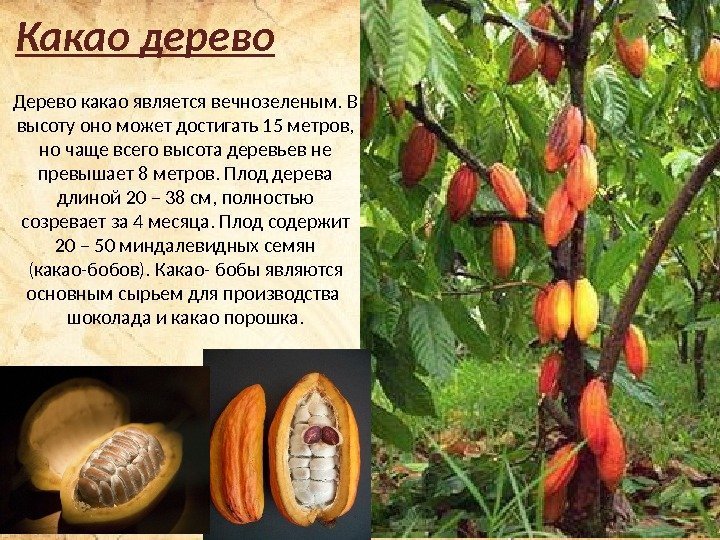 Какао дерево Дерево какао является вечнозеленым. В высоту оно может достигать 15 метров, 