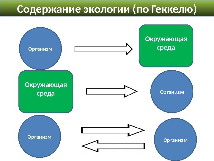 Организм Окружающая среда. Содержание экологии (по Геккелю) Окружающая среда Организм 28 