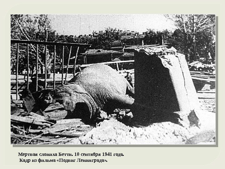 Мертвая слониха Бетти. 10 сентября 1941 года.  Кадр из фильма «Подвиг Ленинграда» .