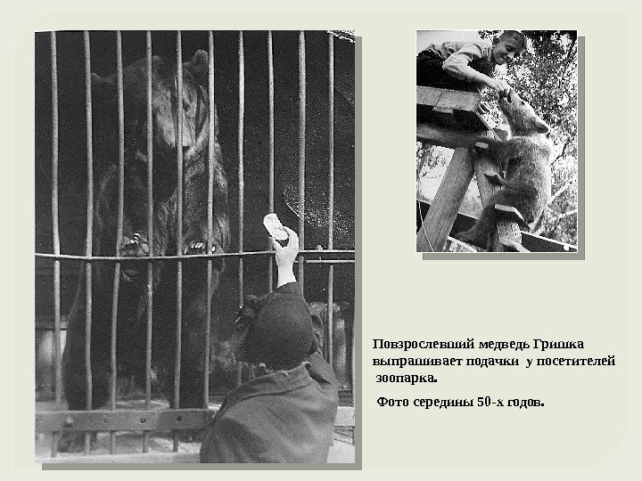 Повзрослевший медведь Гришка выпрашивает подачки у посетителей  зоопарка.  Фото середины 50 -х