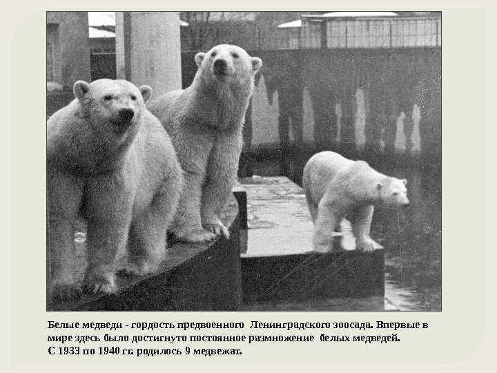 Белые медведи - гордость предвоенного Ленинградского зоосада. Впервые в мире здесь было достигнуто постоянное