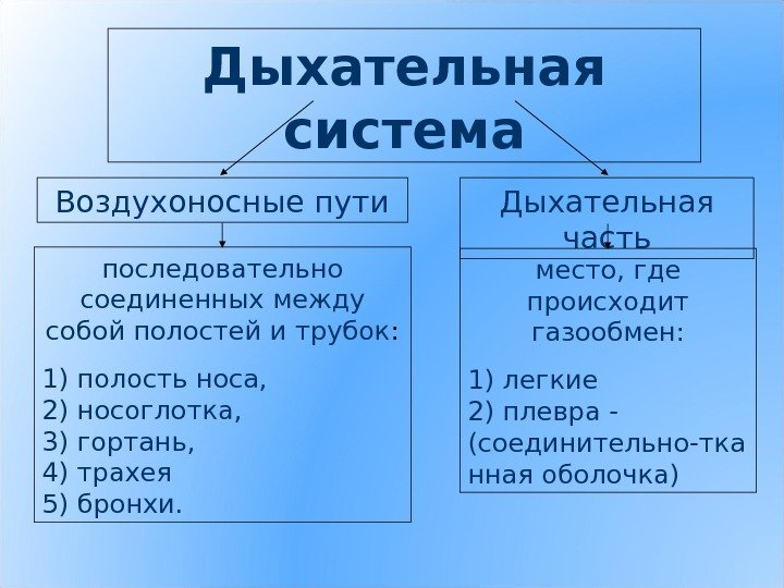 Дыхательная система Дыхательная часть. Воздухоносные пути последовательно соединенных между собой полостей и трубок :