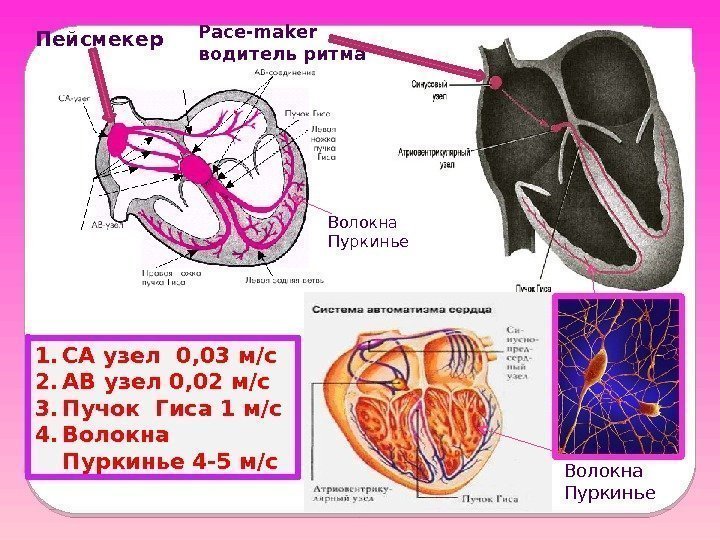 Волокна Пуркинье 1. СА узел 0, 03 м/с 2. АВ узел 0, 02 м/с