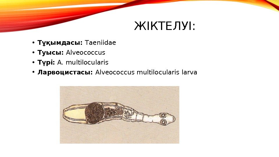 ЖІКТЕЛУІ:  • Тұқымдасы:  Тaeniidae • Туысы:  Alveococcus • Түрі:  A.