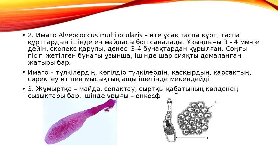  • 2. Имаго Alveococcus multilocularis – өте ұсақ таспа құрт, таспа құрттардың ішінде