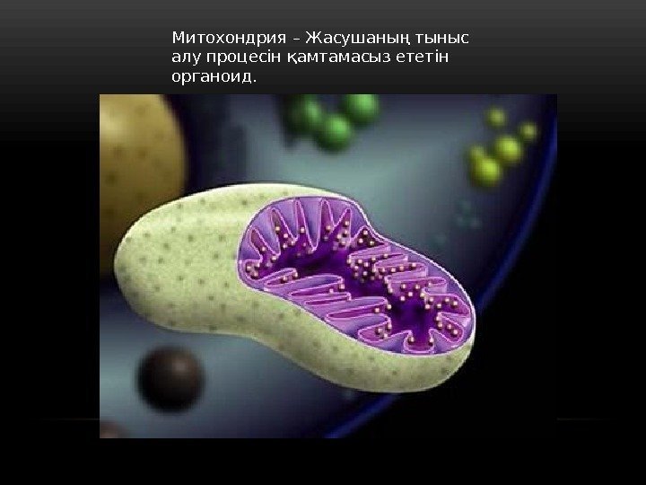 Митохондрия– Жасушаның тыныс алу процесін қамтамасыз ететін органоид. 