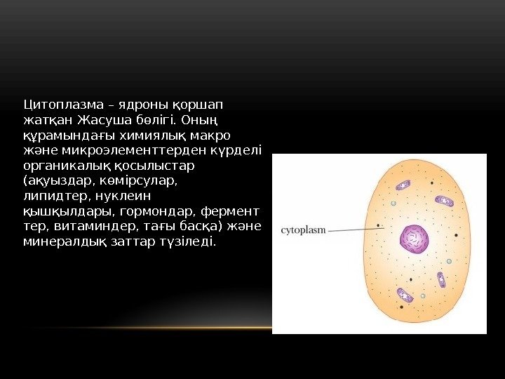 Цитоплазма – ядроны қоршап жатқан Жасуша бөлігі. Оның құрамындағы химиялық макро және микроэлементтерден күрделі