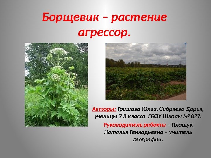 Борщевик – растение агрессор. Авторы:  Гришова Юлия, Сибряева Дарья,  ученицы 7 В